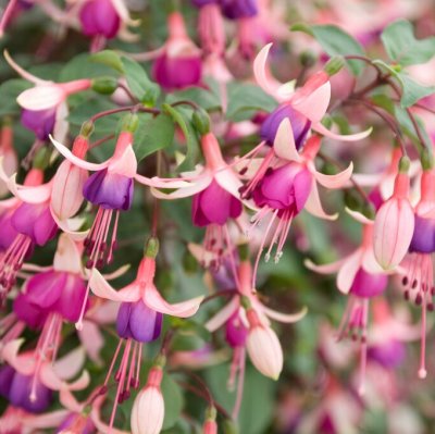 Fuchsia Upprätt, Ellebel 3-pack