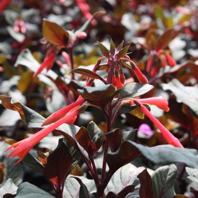 Fuchsia, pluggplanta, Fulgens
