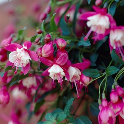 Fuchsia Upprätt, Lady Thumb