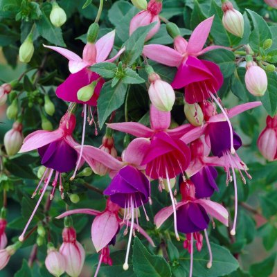 Fuchsia Upprätt, Lambada 3-pack