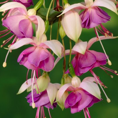 Fuchsia Upprätt, Lena Dalton 3-pack