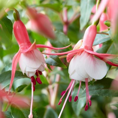 Hängfuchsia, Patio Princess 3-pack