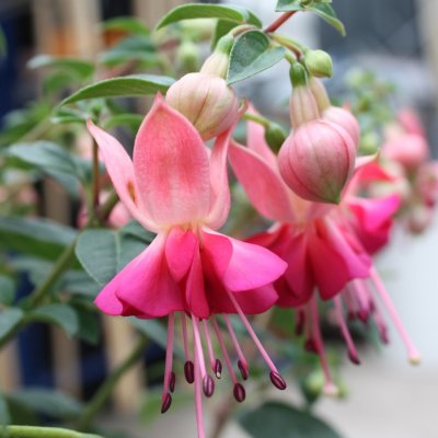 Fuchsia, pluggplanta, Paula Jane