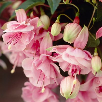 Hängfuchsia, Pink Galore