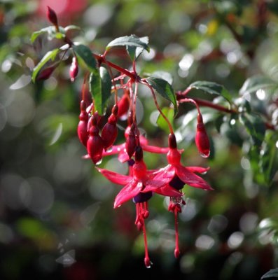 Fuchsia Riccartonii, Häckfuchsia, C5