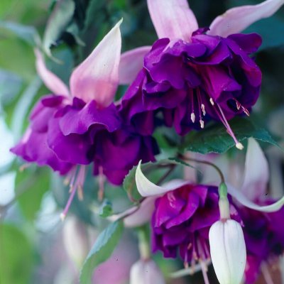 Hängfuchsia, Royal Mosaic 3-pack