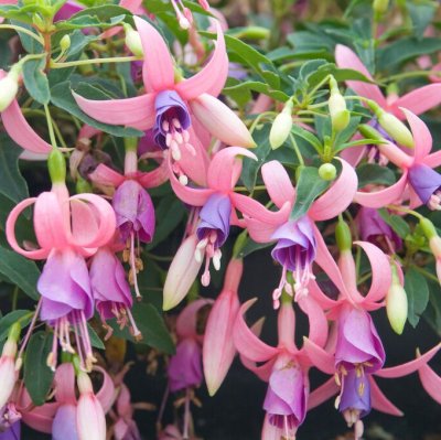 Fuchsia Upprätt, Son of Thumb 3-pack