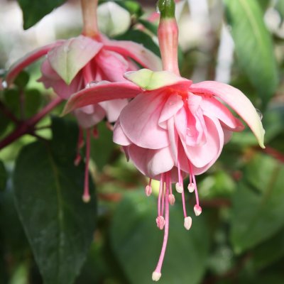 Fuchsia, pluggplanta, South Gate