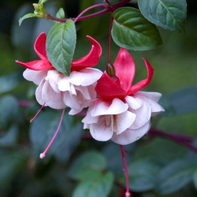 Fuchsia Upprätt, Tausendschön 3-pack