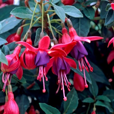 Fuchsia Upprätt, Tom Thumb