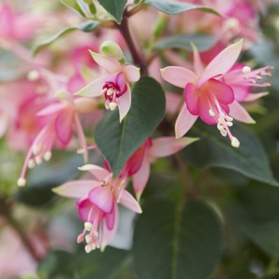 Fuchsia Upprätt, Stickling 3-pack