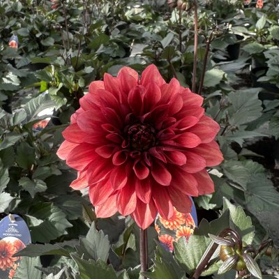 Årets dahlia 2026