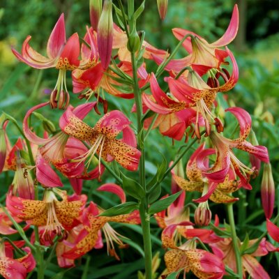 Lilium hybr. Fusion, Hybridlilja, P11cm