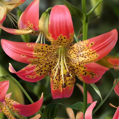 Lilium hybr. Fusion, Hybridlilja, P11cm