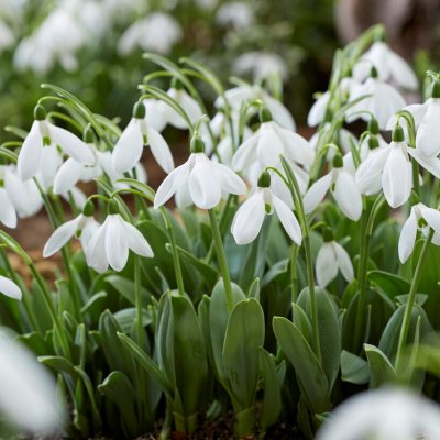 Turkisk Snödroppe Galanthus elwesii Mount Everest ® 10st