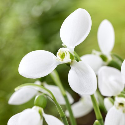 Snödroppe Galanthus nivalis Polar Bear 5st