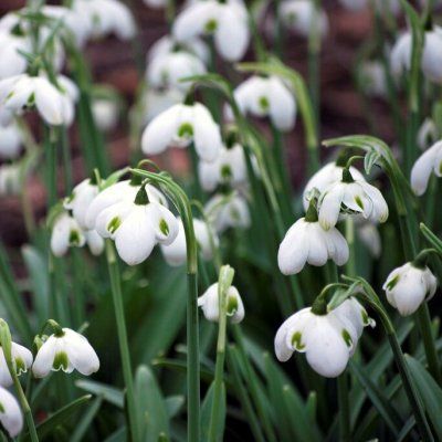 Snödroppe Galanthus Hippolyta 5st