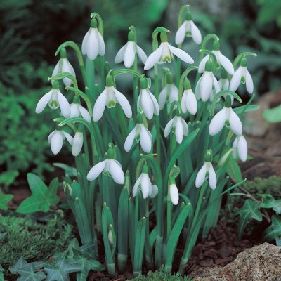 Snödroppe Galanthus nivalis 7st
