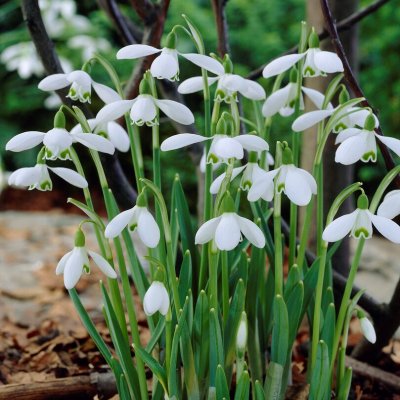 Snödroppe Galanthus S. Arnott 5st