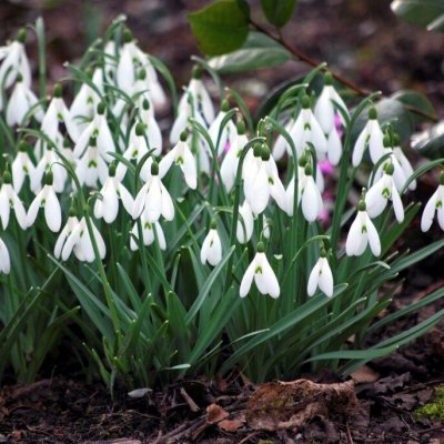 Snödroppe Galanthus Magnet 3st