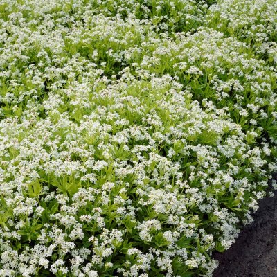 Galium odoratum, Myskmadra