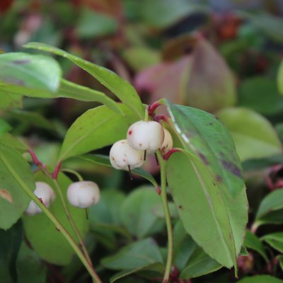 Gaultheria procumbens White Pearl, Tuvvaktelbär, P13cm