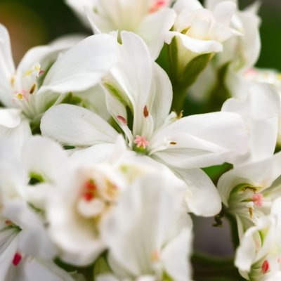 Pelargon Geddeholm, kruka