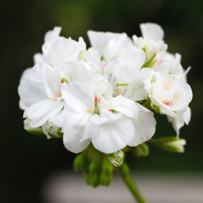 Pelargon Geddeholm, kruka