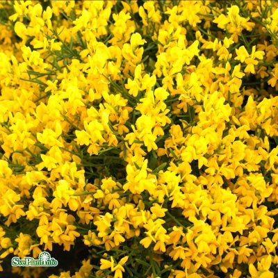 Genista lydia, Turkisk Ginst, busk co