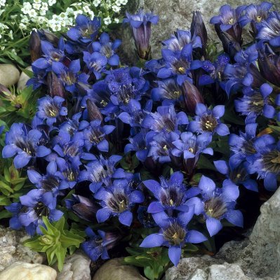 Gentiana acaulis Frohnleiten, Alpgentiana, P9cm