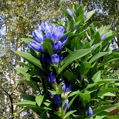 Gentiana makinoi Marsha ®, Kungsgentiana, P9cm
