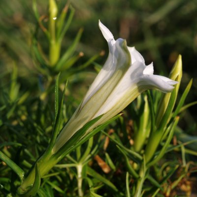 Gentiana sinoornata Weisser Traum, Höstgentiana, P9cm