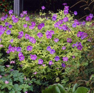 Geranium hybr. Blue Sunrise ® (Blogold), Trädgårdsnäva