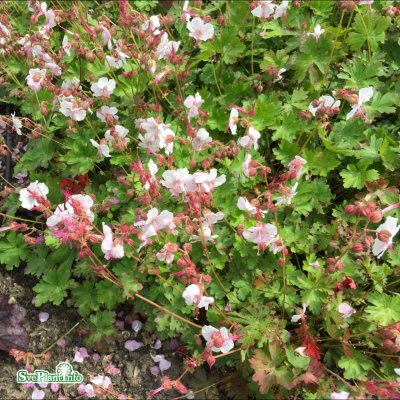 Geranium x cantabrigiense Biokovo, Biokovonäva, P9cm