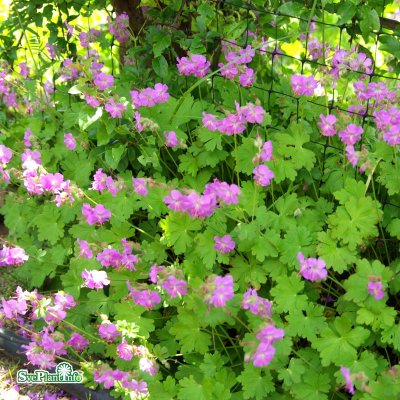 Geranium x cantabrigiense Karmina, Liten Flocknäva, P9cm