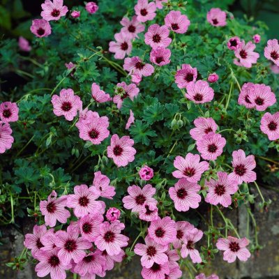 Geranium cinereum Ballerina, Jordnäva