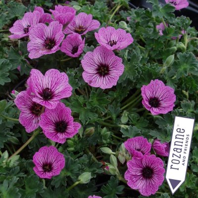 Geranium cinereum Ballerina, Jordnäva, C11,5cm