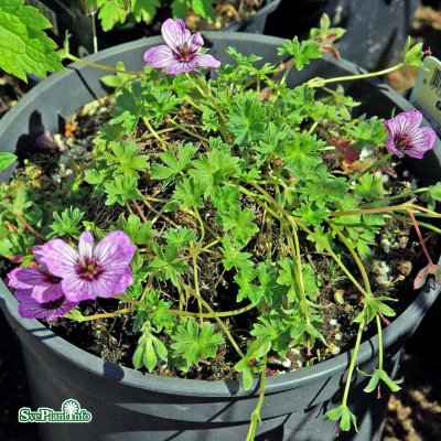Geranium cinereum Laurence Flatman, Jordnäva, C11cm