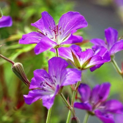 Geranium clarkei Kashmir Purple, Kashmirnäva, P9cm