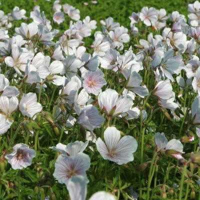 Geranium clarkei Kashmir White, Kashmirnäva, P9cm