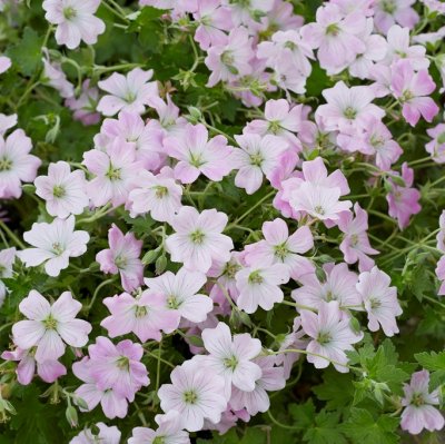 Geranium hybr. Dreamland ® (Bremdream), Trädgårdsnäva