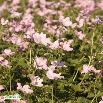 Geranium hybr. Dreamland ® (Bremdream), Trädgårdsnäva, C1
