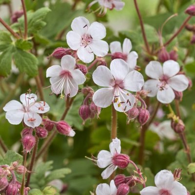 Geranium macrorrhizum Geranimo White