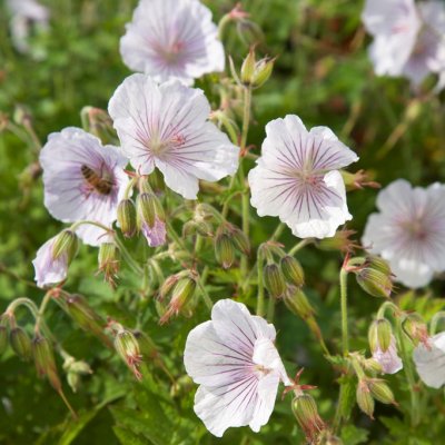 Geranium himalayense Derrick Cook, Praktnäva, P9cm