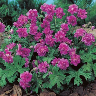 Geranium himalayense Plenum (Birch Double), Praktnäva