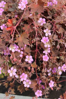Geranium hybr. Bob´s Blunder ®, Trädgårdsnäva, C13cm
