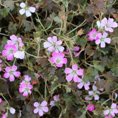 Geranium hybr. Orkney Cherry ®, Trädgårdsnäva, P9cm