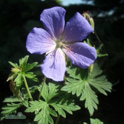 Geranium hybr. Johnson´s Blue, Trädgårdsnäva, C11,5cm