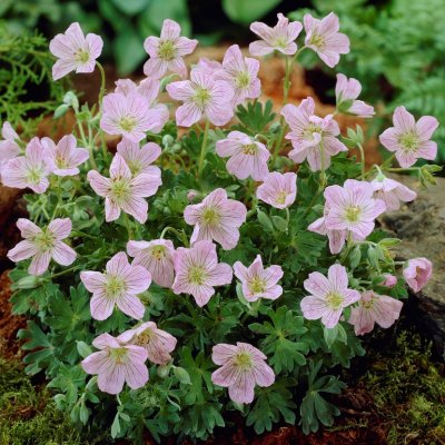Geranium sanguineum Apple Blossom, Blodnäva, P9cm