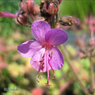 Geranium macrorrhizum Bevan´s Variety, Flocknäva, C11,5cm